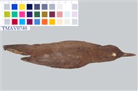 藏品(河烏)的圖片